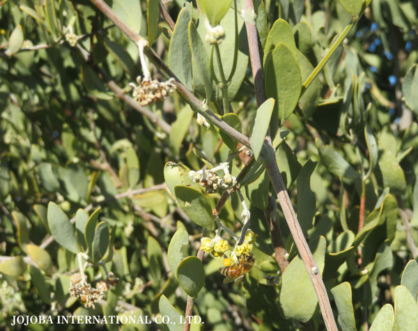 ♔ 原種ホホバ JOJOBA ORIGINAL SPECIES　蜜蜂　於： 原種ホホバの聖地、アリゾナ州ハクアハラヴァレー