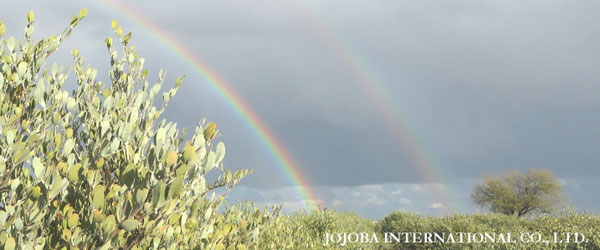 ♔ JOJOBA PHOTOS　於： 原種ホホバの聖地、アリゾナ州ハクアハラヴァレー 