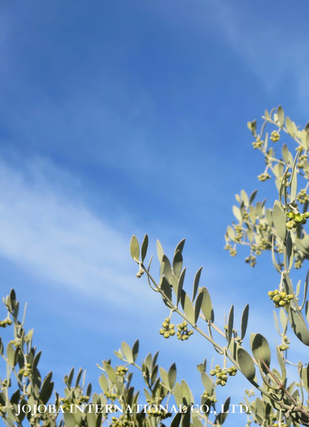 ♔ JOJOBA PHOTOS　於： 原種ホホバの聖地、アリゾナ州ハクアハラヴァレー 