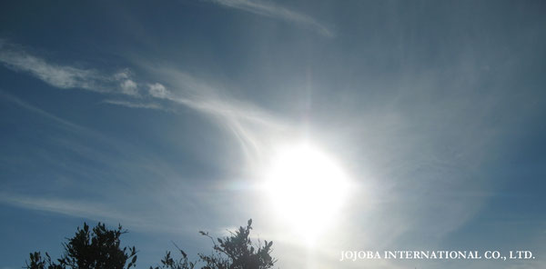 ♔ JOJOBA PHOTOS　於： 原種ホホバの聖地、アリゾナ州ハクアハラヴァレー 