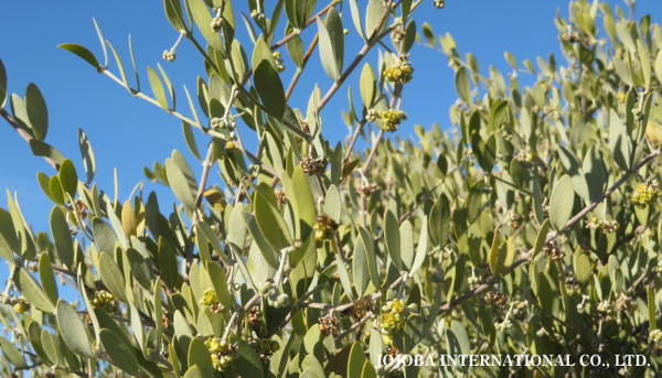 ♔ 原種ホホバ JOJOBA ORIGINAL SPECIES　蜜蜂　於： 原種ホホバの聖地、アリゾナ州ハクアハラヴァレー