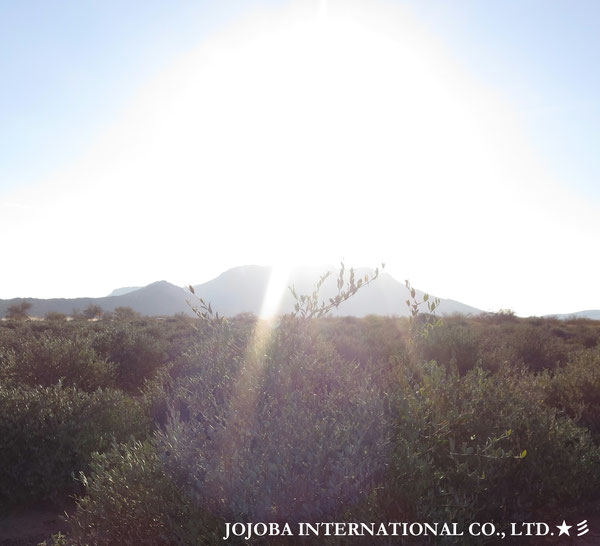 ♔ JOJOBA PHOTOS　於： 原種ホホバの聖地、アリゾナ州ハクアハラヴァレー 