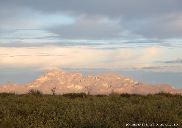 ♔ JOJOBA PHOTOS　於： 原種ホホバの聖地、アリゾナ州ハクアハラヴァレー 