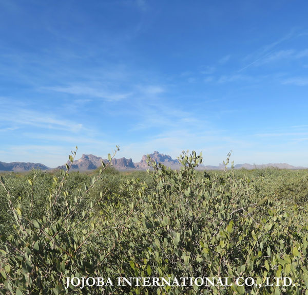 ♔ JOJOBA PHOTOS　於： 原種ホホバの聖地、アリゾナ州ハクアハラヴァレー 