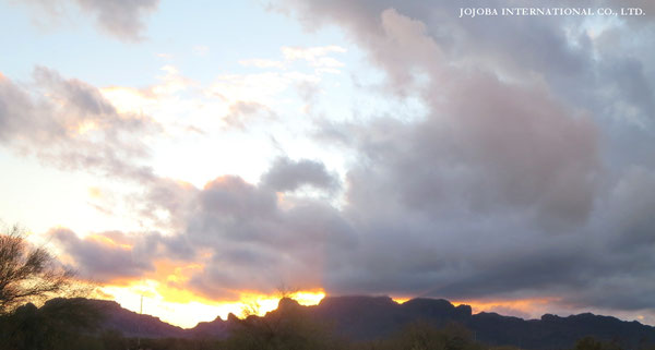 ♔ JOJOBA PHOTOS　於： 原種ホホバの聖地、アリゾナ州ハクアハラヴァレー 