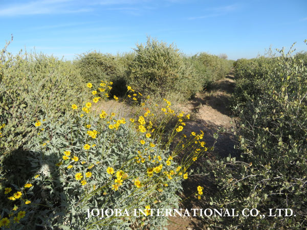 ♔ JOJOBA PHOTOS　於： 原種ホホバの聖地、アリゾナ州ハクアハラヴァレー 