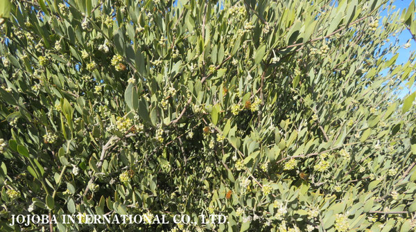 ♔ 原種ホホバ JOJOBA ORIGINAL SPECIES　蜜蜂　於： 原種ホホバの聖地、アリゾナ州ハクアハラヴァレー