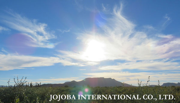♔ JOJOBA PHOTOS　於： 原種ホホバの聖地、アリゾナ州ハクアハラヴァレー 
