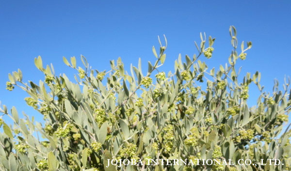 ♔ JOJOBA PHOTOS　於： 原種ホホバの聖地、アリゾナ州ハクアハラヴァレー 