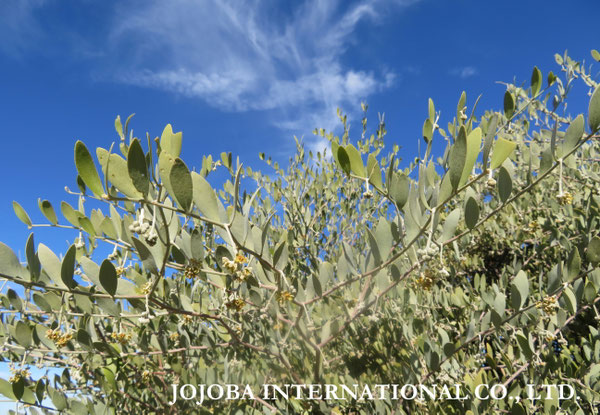 ♔ JOJOBA PHOTOS　於： 原種ホホバの聖地、アリゾナ州ハクアハラヴァレー 
