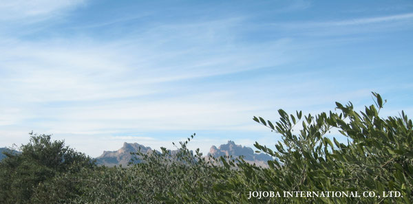 ♔ JOJOBA PHOTOS　於： 原種ホホバの聖地、アリゾナ州ハクアハラヴァレー 