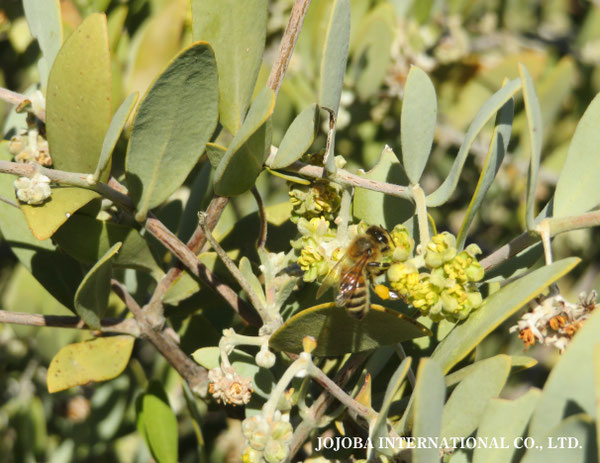 ♔ 原種ホホバ JOJOBA ORIGINAL SPECIES　蜜蜂　於： 原種ホホバの聖地、アリゾナ州ハクアハラヴァレー