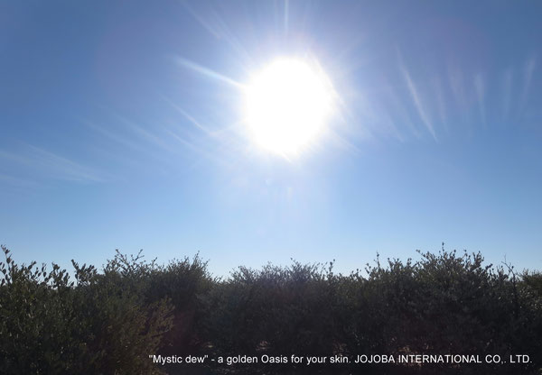 ♔ JOJOBA PHOTOS　於： 原種ホホバの聖地、アリゾナ州ハクアハラヴァレー 