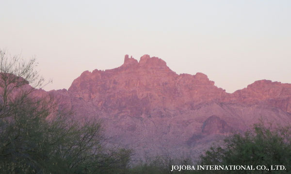 ♔ JOJOBA PHOTOS　於： 原種ホホバの聖地、アリゾナ州ハクアハラヴァレー 