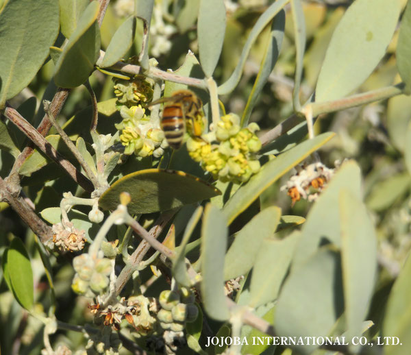 ♔ 原種ホホバ JOJOBA ORIGINAL SPECIES　蜜蜂　於： 原種ホホバの聖地、アリゾナ州ハクアハラヴァレー