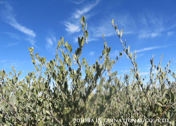 ♔ JOJOBA PHOTOS　於： 原種ホホバの聖地、アリゾナ州ハクアハラヴァレー 