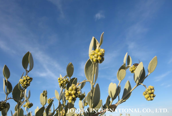 ♔ JOJOBA PHOTOS　於： 原種ホホバの聖地、アリゾナ州ハクアハラヴァレー 