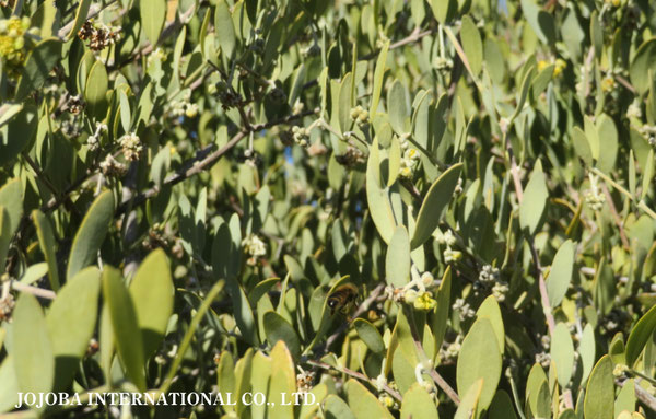 ♔ 原種ホホバ JOJOBA ORIGINAL SPECIES　蜜蜂　於： 原種ホホバの聖地、アリゾナ州ハクアハラヴァレー