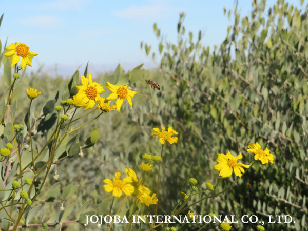 ♔ JOJOBA PHOTOS　於： 原種ホホバの聖地、アリゾナ州ハクアハラヴァレー 
