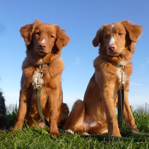 Nova Scotia Duck Tolling Retriever Nita und Sitka,  6,5 Monate alt