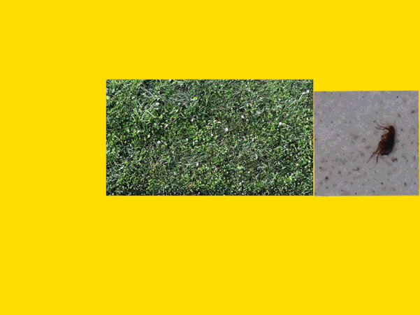Sejma Fere, Grass GIF animation, nature loop