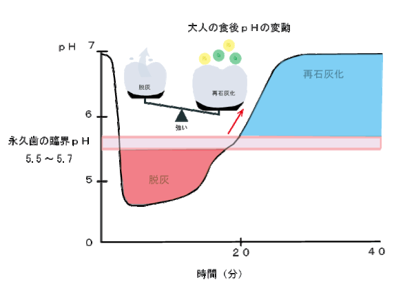 大人の食後ＰＨの変動