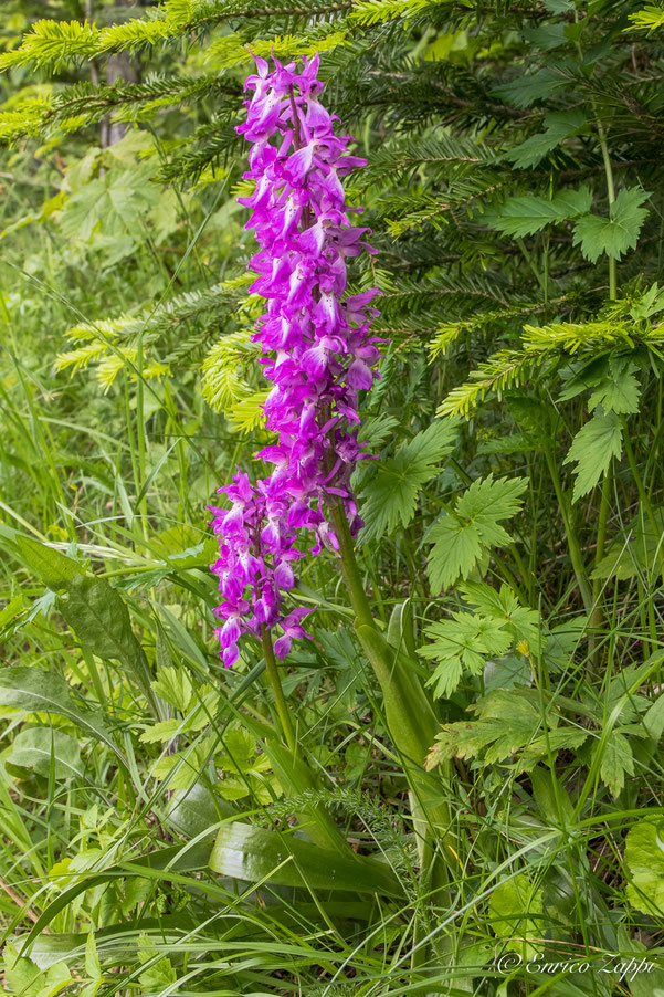 Orchis mascula ssp speciosa