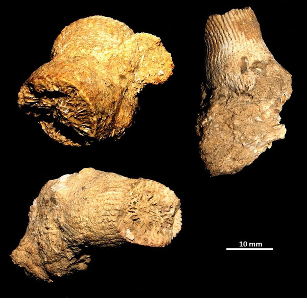 Dendrophyllia cfr. cornigera, Pliocene di Chiusi-Chianciano Terme (GR)