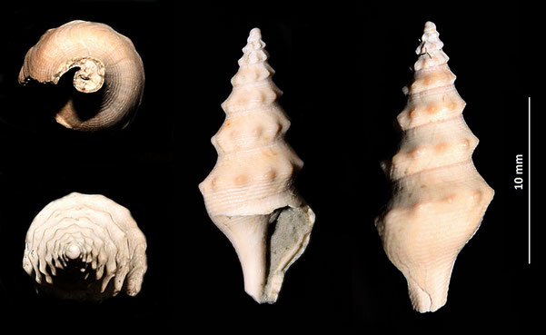 Turricula coquandi, Quattro Castella (RE), Pliocene