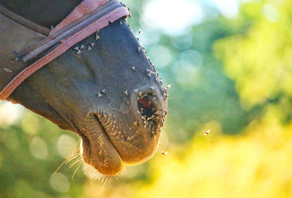 Pferd mit vielen Fliegen im Gesicht