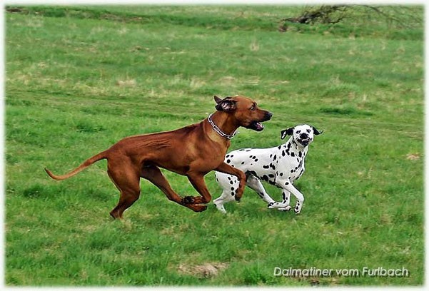 Rhodesian Ridgeback Fynn und Fanny vom Furlbach