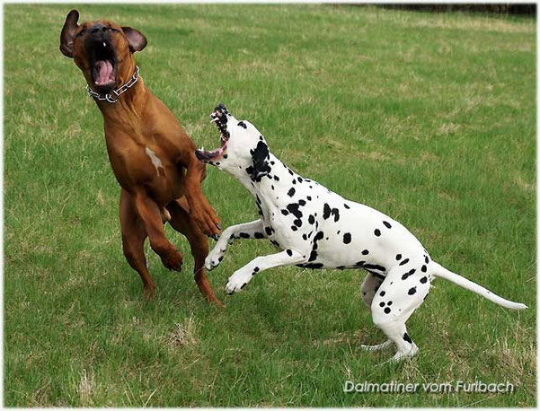 Rhodesian Ridgeback Fynn und Fanny vom Furlbach