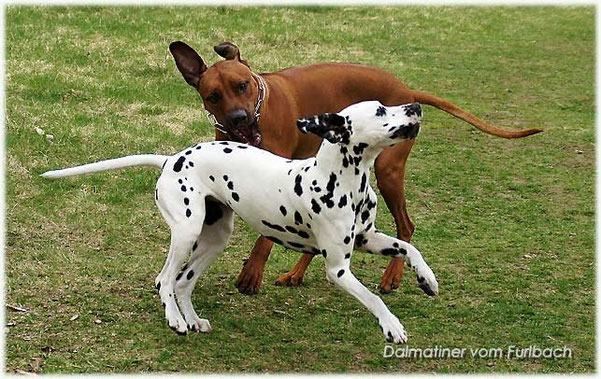  Fanny vom Furlbach und Rhodesian Ridgeback Fynn