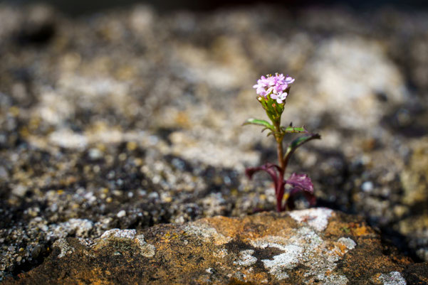 Eine kleine Blume mit rosa Blüten wächst zwischen mehreren Steinen, die mit weißen und orangenen Flechte überzogen sind, empor. Trotz der Kargheit mit den vielen Steinen ist die Stimmung des Bildes warm und hoffnungsvoll. 