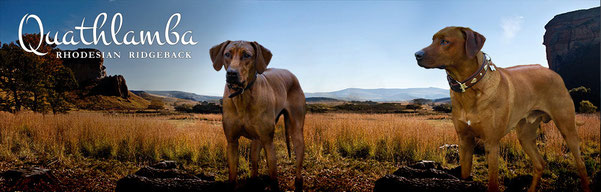 Rhodesian Ridgeback Kennel of Quathlamba