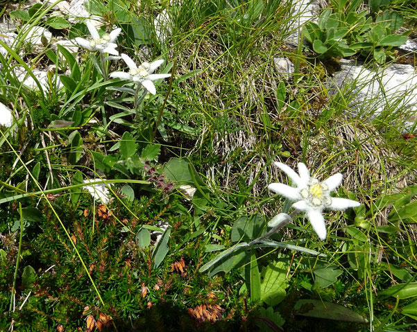 Edelweiss