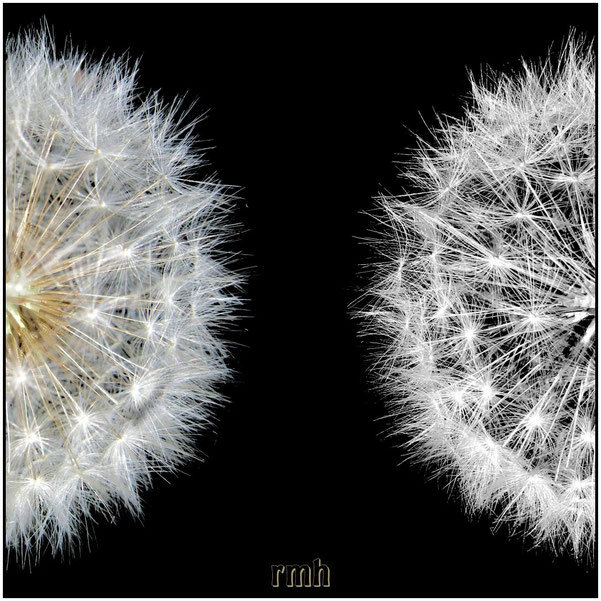 dandelion twins