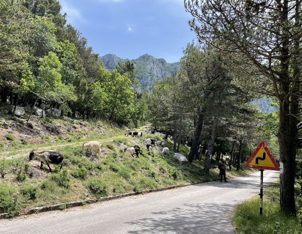 Radtour durchs Biokovo Gebirge mit Ziegenherde am Wegesrand 