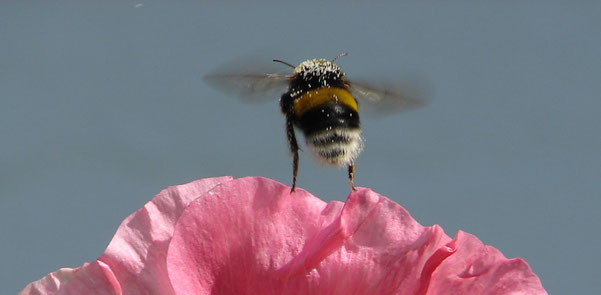 Hier siehst du mich - unbeeindruckt von den menschengemachten, physikalischen Gesetzen - und zwar von hinten. Auf meiner rosa Lieblingsblume, weil rosa nämlich die Farbe der Liebe ist.