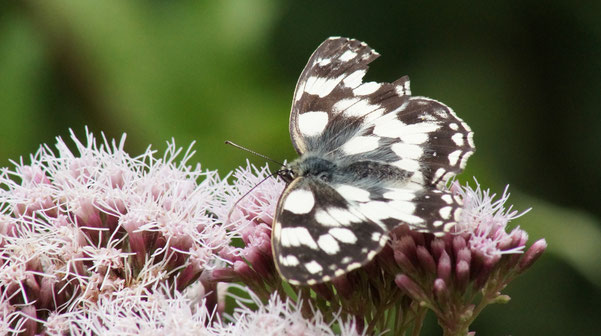 Le demi-deuil (Melanargia galathea), en été