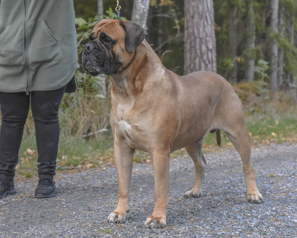 ch. Oxdjupets Big Brother 'Viking'