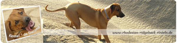 Rhodesian Ridgeback Züchter "Kennel de Ducomè" in NRW