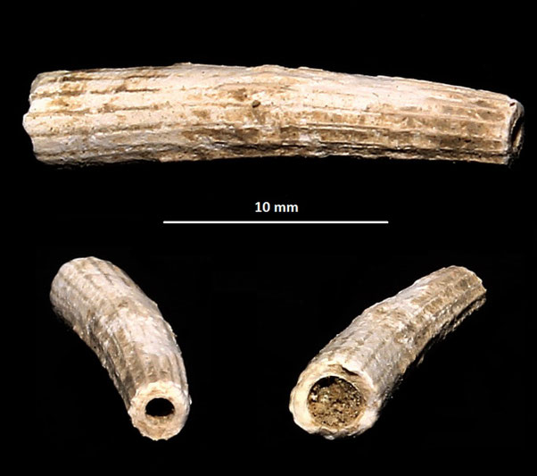 Dentalium cfr. inaequicostatum, dintorni dell'Ara della Regina (Tarquinia, VT)