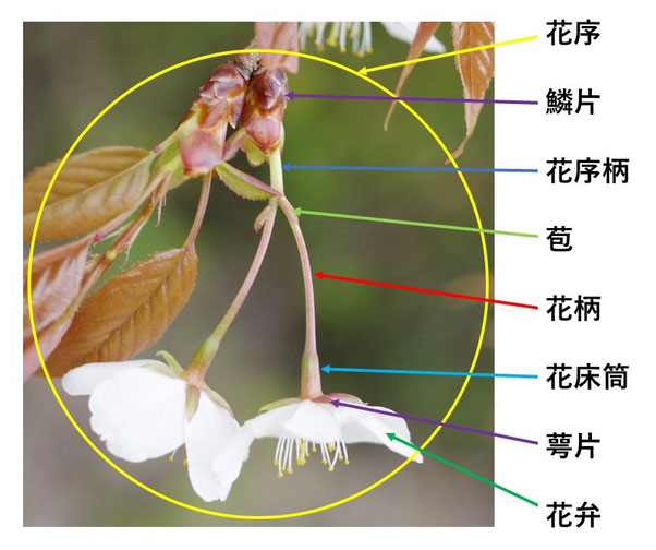 花で見分ける 樹木医甚兵衛