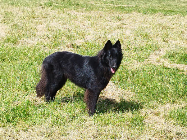 élevage bergers belges, Tervueren, Groenendael, chiots bergers belges, élevage familial, Nouvelle-Aquitaine, chiens actifs, agility chiens