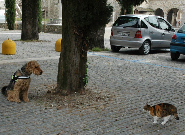 Grado ....komm ja nicht näher, ich hab Katzen zum Fressen gerne,.... ....ich könnte meine gute Erziehung vergessen !!!!