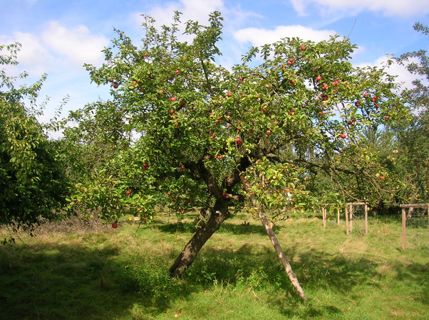 Obstbaum auf einer Streuobstwiese | Foto: NABU Neumünster