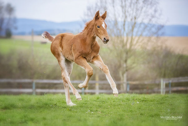 Pferd Stute mit Fohlen