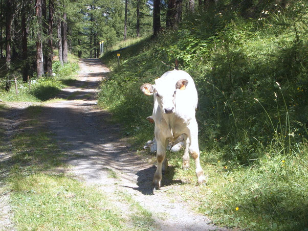 dietro l'angolo troviamo un local assai minaccioso!!! mogli e future mogli attenodo il nostro rimpatrio.......ma quando ci si mette, il diavolo è proprio cattivo!!! ma noi che apparteniamo all'opposizione lo affrontiamo con onore.. MUUUUOOOOOOOUUUU!! 