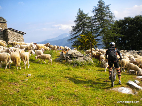 un miliardo di pecore bloccano il passaggio